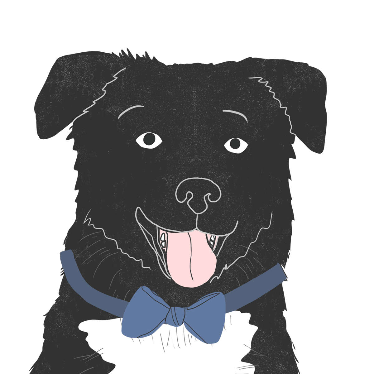 Explore the Collie Mix | Zoetis Petcare