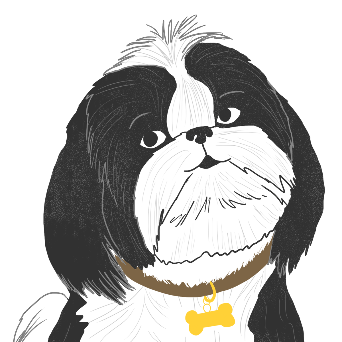 Explore the Shih Tzu | Zoetis Petcare