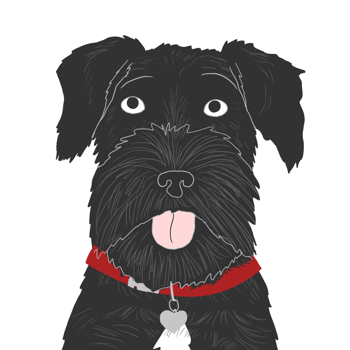 schnauzerさま専用 Explore the Schnauzer Mix | Zoetis Petcare