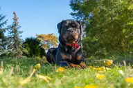 Stacked Rottweiler Explore the Rottweiler | Zoetis Petcare