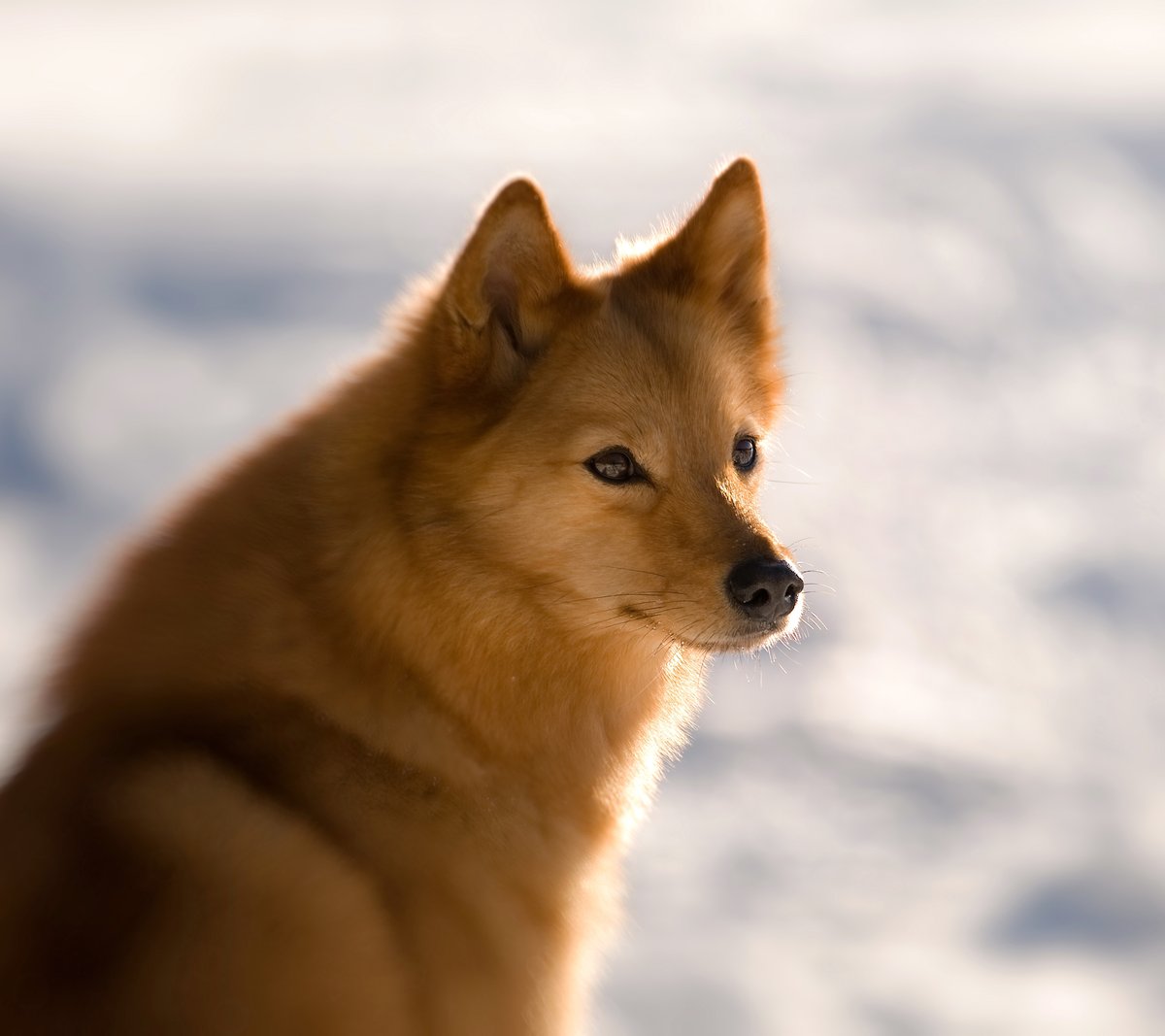Explore the Finnish Spitz | Zoetis Petcare