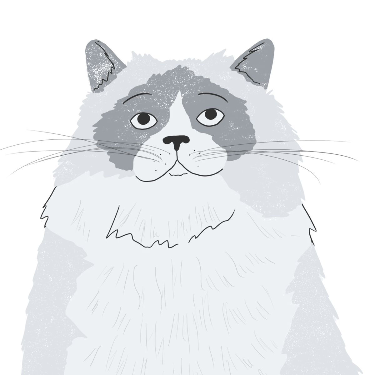 Explore the Ragdoll | Zoetis Petcare
