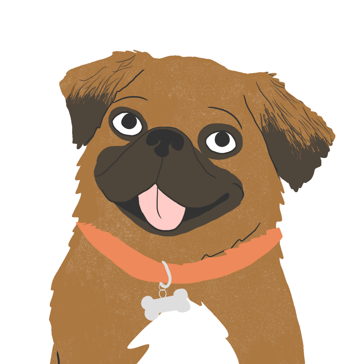 Explore the Pug Mix | Zoetis Petcare