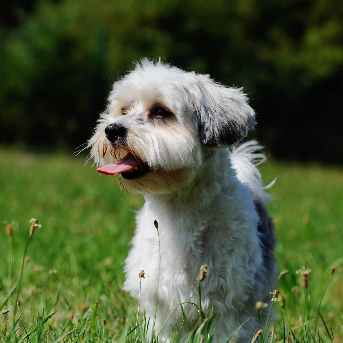 Maltiese Mix Explore the Maltese Mix | Zoetis Petcare