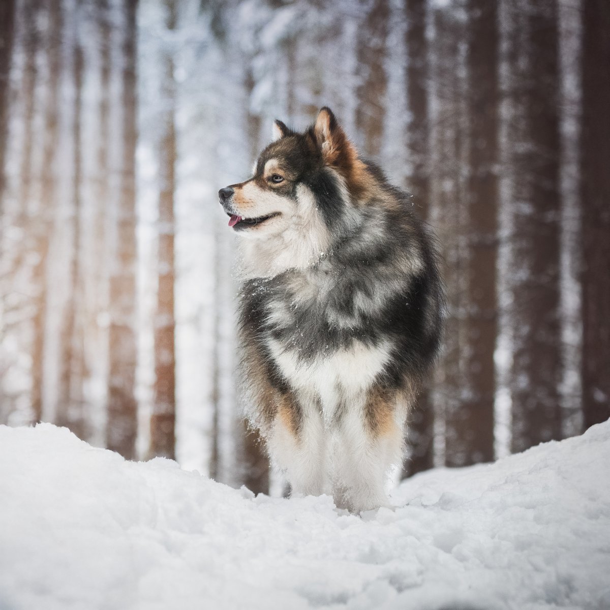Explore the Finnish Lapphund | Zoetis Petcare