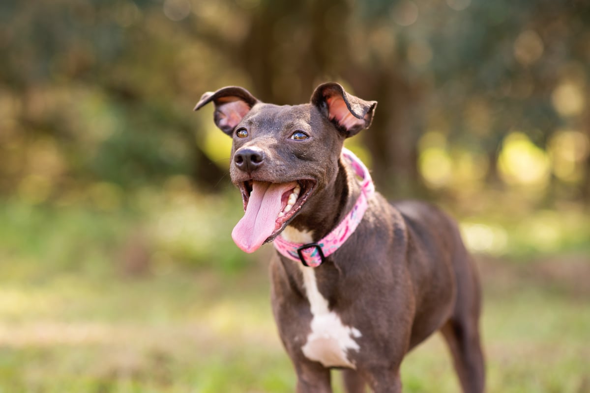 Pit Mixed With Razorback Explore the Pit Bull Mix | Zoetis Petcare