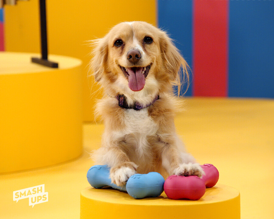 Happy Bark-Day to You