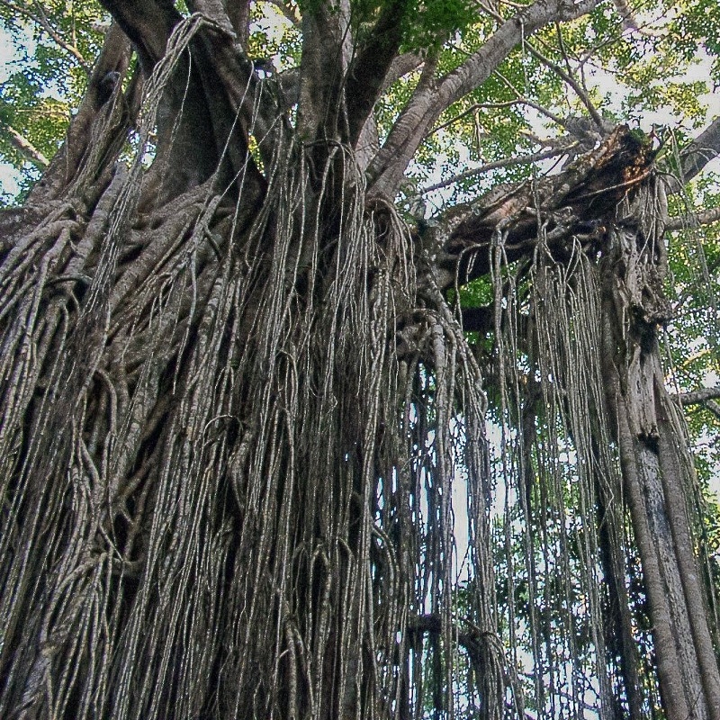 “One of the natural wonders of this area is the huge strangler vines. They seed in the upper branches of a fig tree and gradually work their way down the tree until they root in the soil.” — Martin Fowler