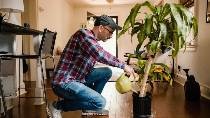 אדם כורע ברך על רצפת פרקט כדי להשקות עציץ.