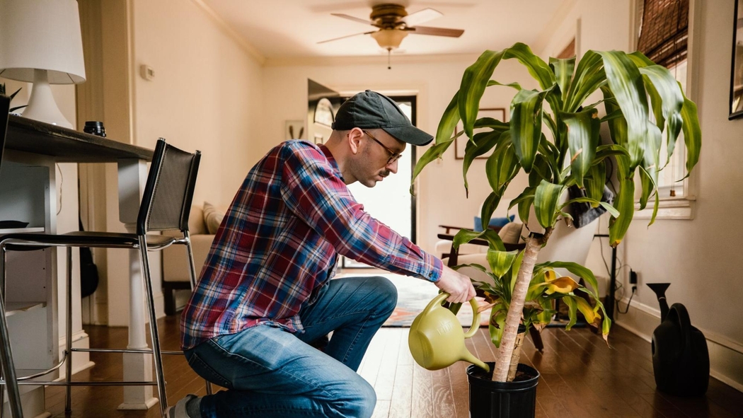 A person kneels on a hardwood floor to water a potted houseplant.