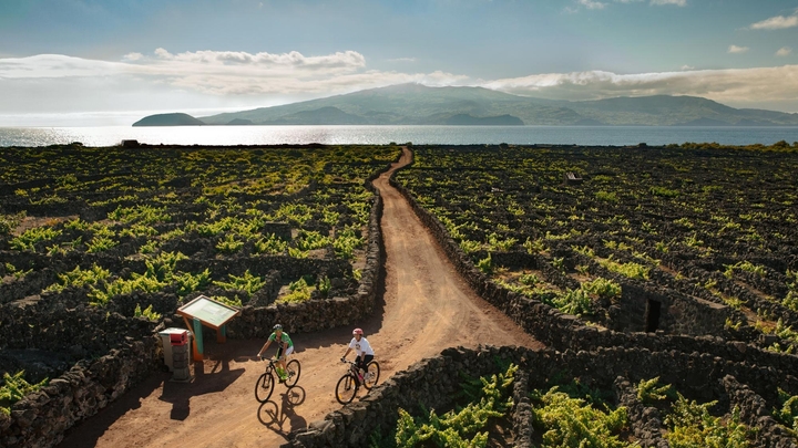 Two people are riding bikes through a vineyard with mountains and the ocean in the background.