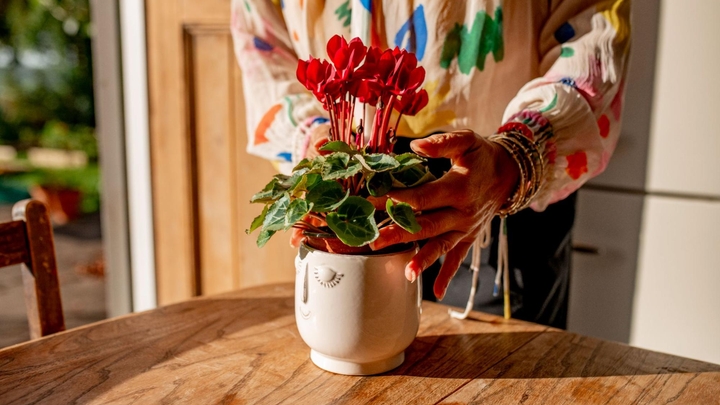 Una persona pone una planta con flores dentro de una maceta que tiene una cara sonriente y está apoyada sobre una mesa que recibe la luz del sol.