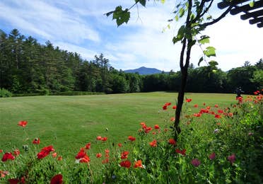 An open field with flowers and trees near Brownsville, Vermont.