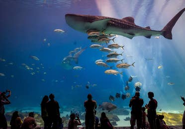 Interior view at the Georgia Aquarium near Apple Mountain Resort in Clarkesville, GA.
