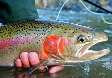 fish at Blackhawk Fly Fishing near Apple Mountain Resort in Clarkesville, GA.