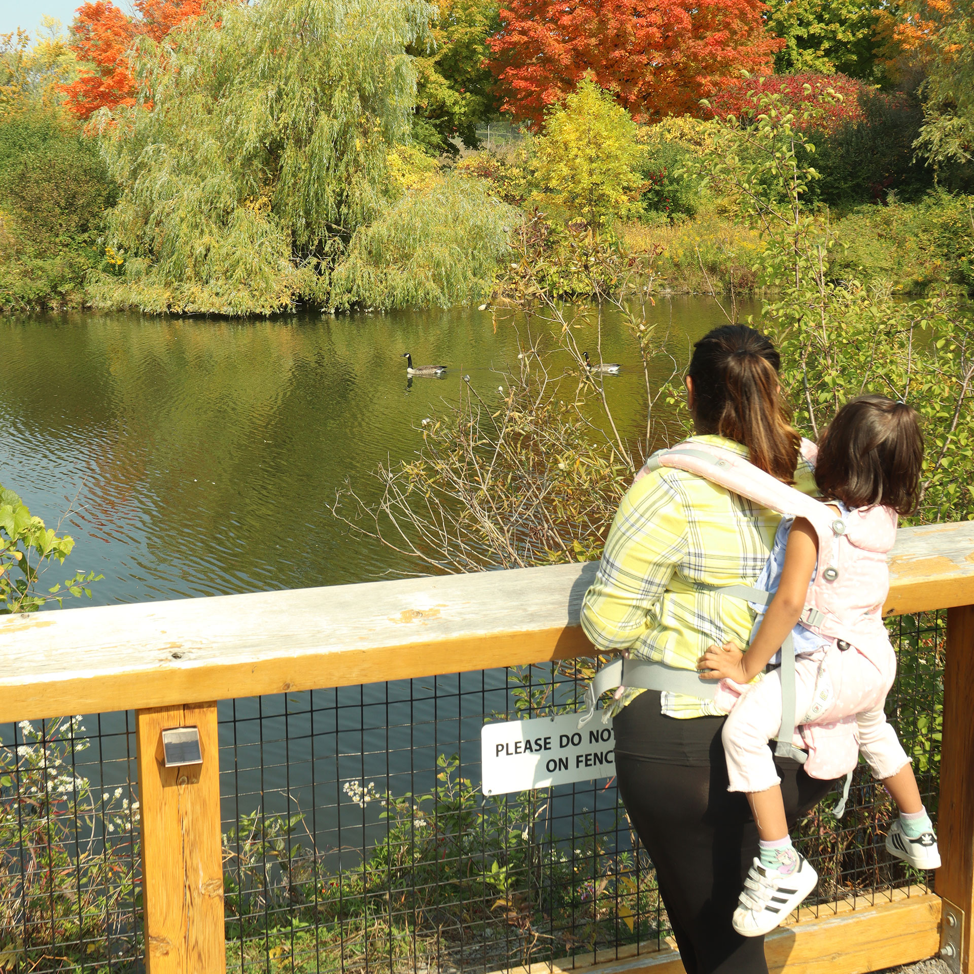 Featured Contributor, Karishma Kittur, carries her daughter on a backpack as they observe a lake full of Canadian geese surrounded by fall foliage.