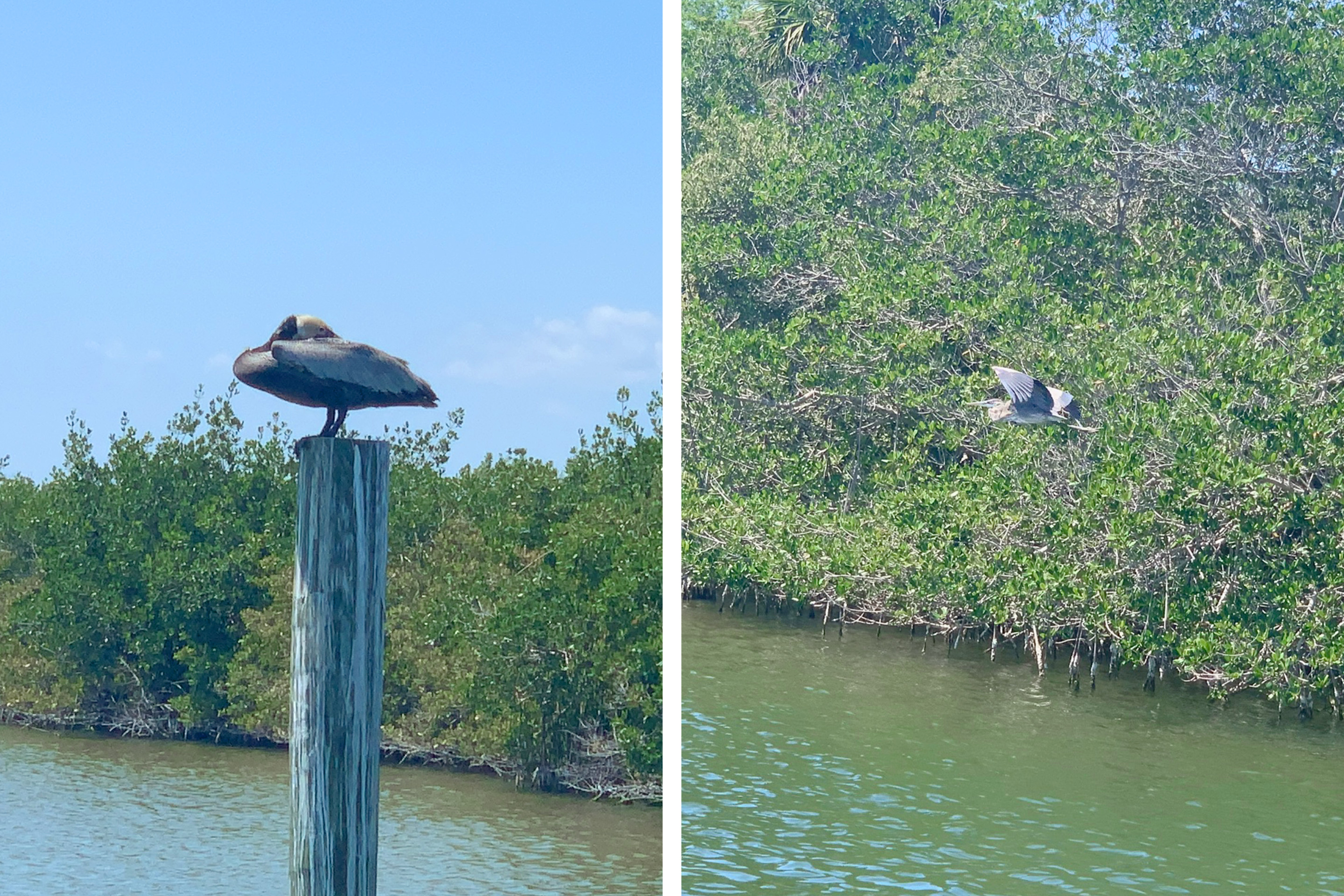 Left: A Cormorant sleeps on a post standing in the water. Right: A Blue Heron takes flight. 