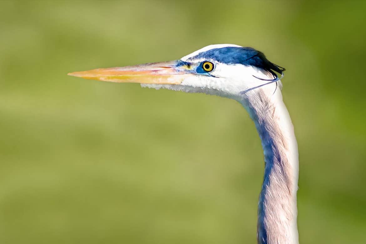 A Great Blue Heron peers from its habitat at the Lake Apopka Wildlife Drive. Photo courtesy of Michael Feldman
