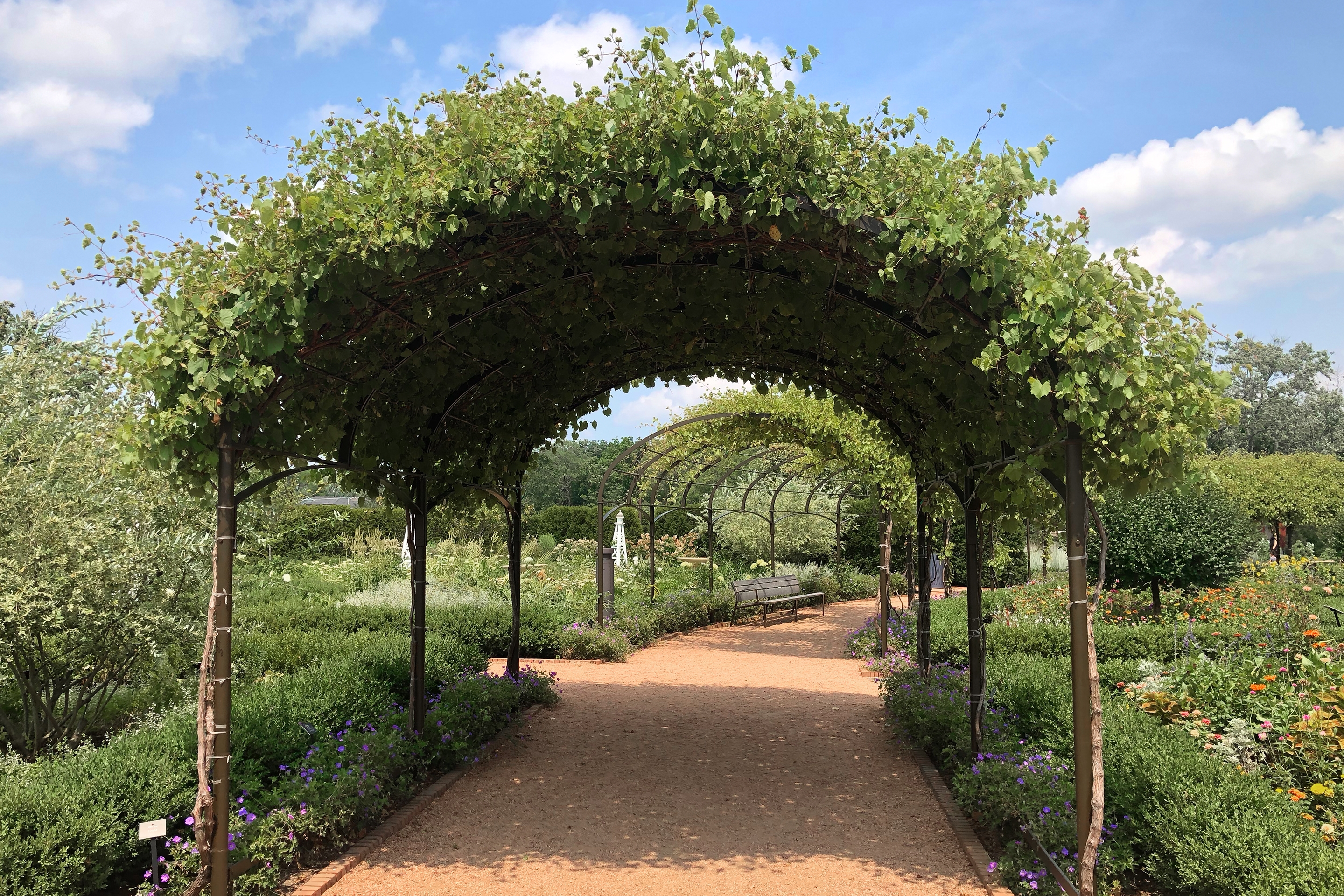 A gravel walkway with a covered trellis in a garden.