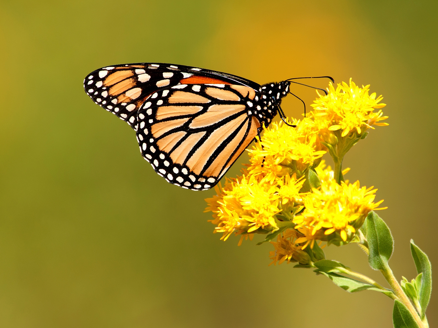 butterfly at the Children's Park of Tyler near Villages Resort in Flint, Texas.