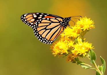 butterfly at the Children's Park of Tyler near Villages Resort in Flint, Texas.