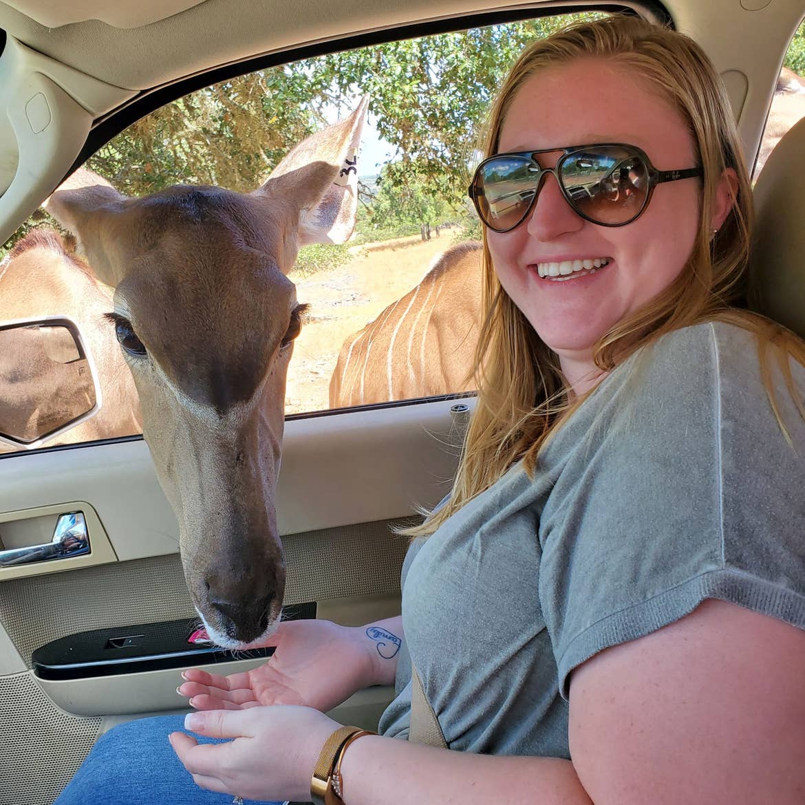 Kristen Connelly, assistant manager of guest engagement at Hill Country Resort, sits in her vehicle wearing a grey shirt and brown sunglasses while the safari animals pop their head through the passenger window to receive food.