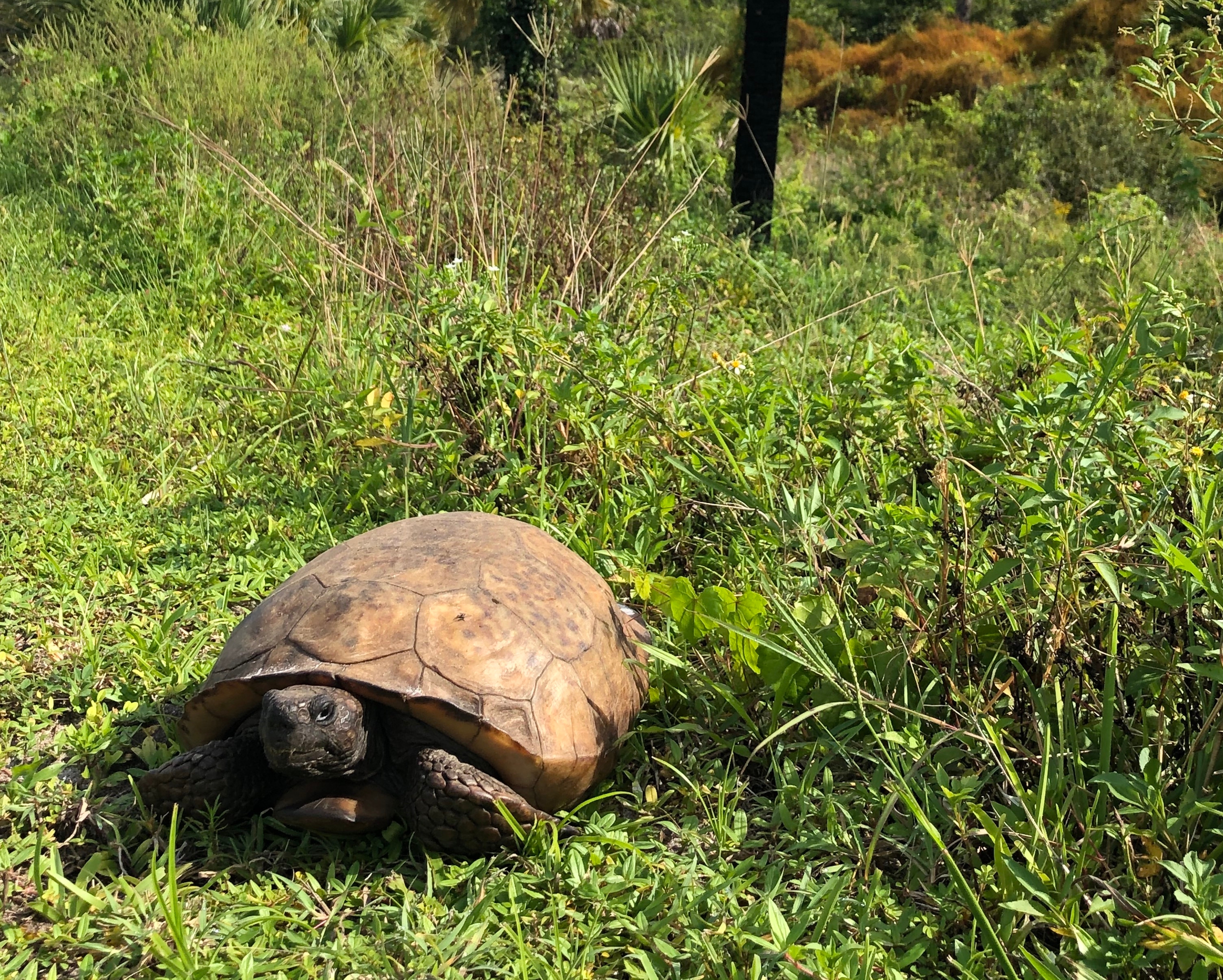 Tortoise laying in the sun at Jonathan Dickinson State Park in Hobe Sound, Florida.
