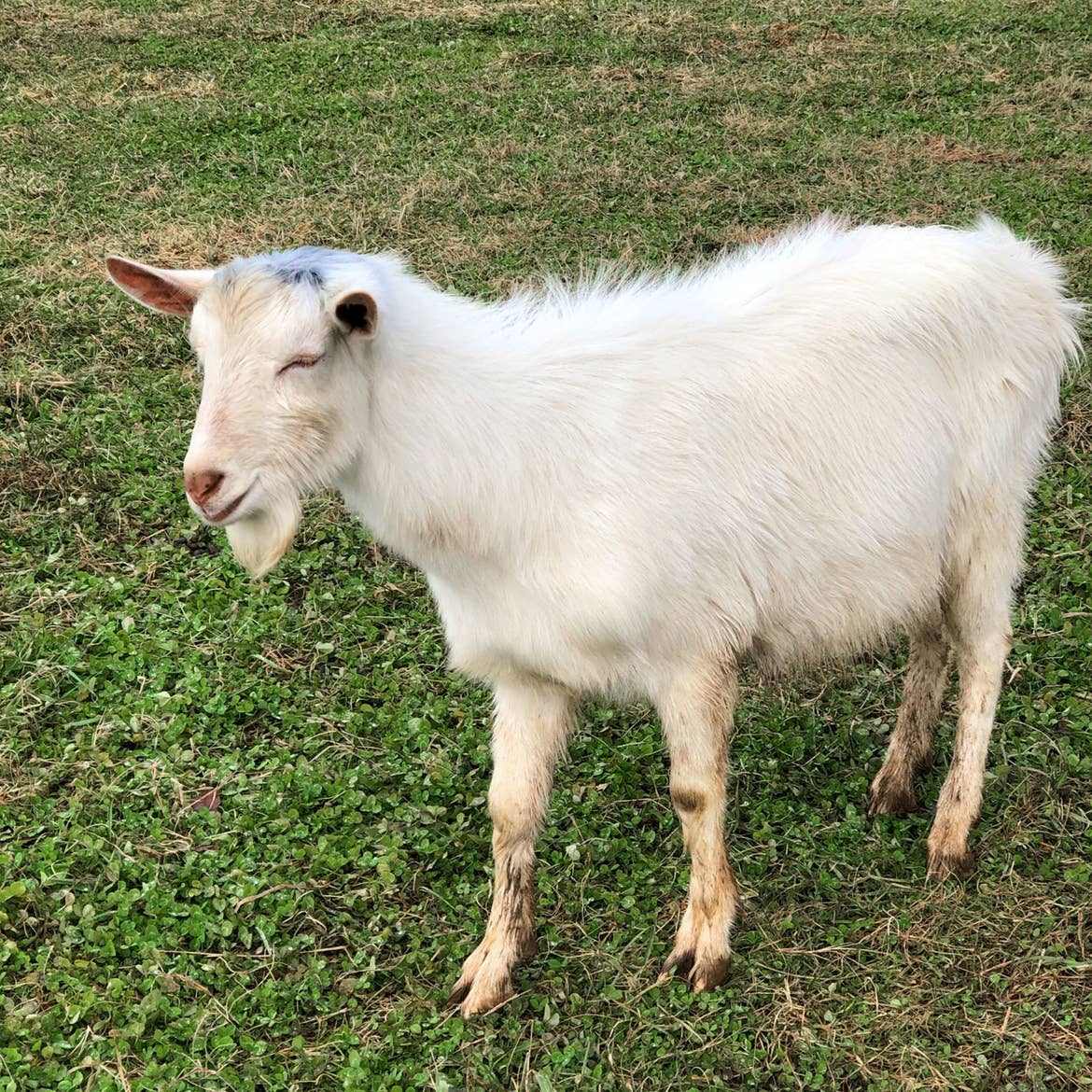 A little white goat strolls the greens at the farmyard located at Biltmore Estates Village.