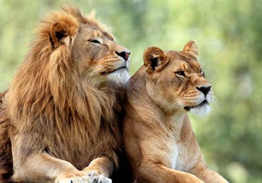 Lion and lioness relaxed at the Austin Zoo near Hill Country Resort, TX