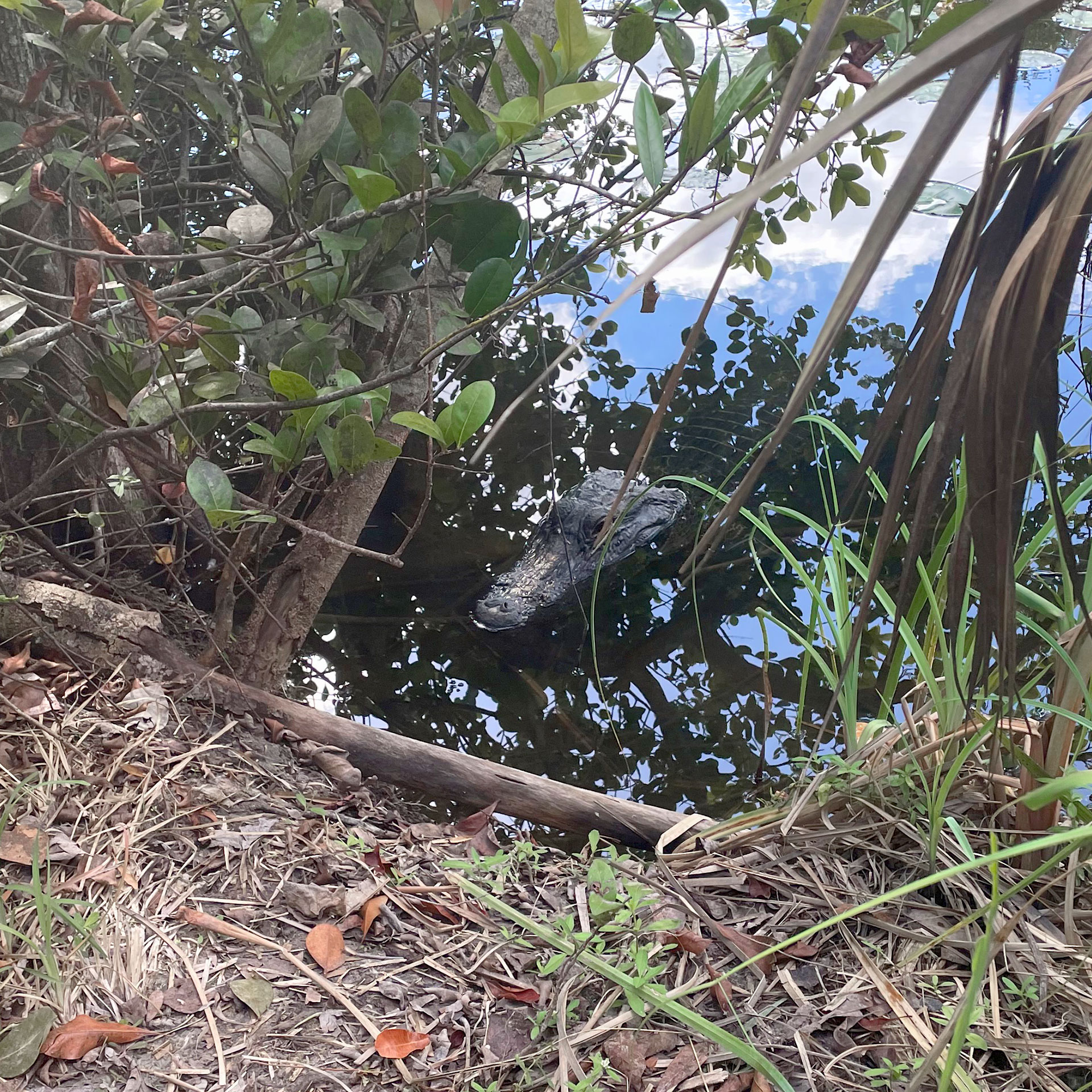 An American Alligator emerges from the water in the Everglades near a brush.
