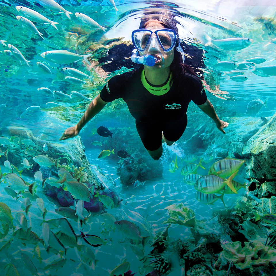 A woman snorkels among the aquatic life wearing a wetsuit.