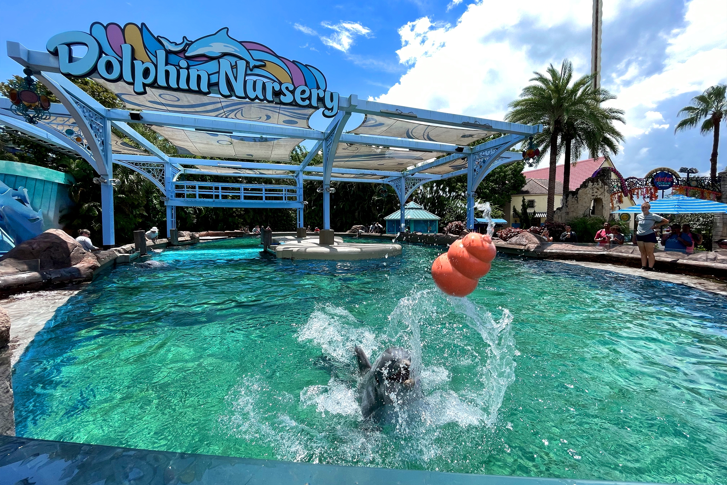 An enclosure with signage that reads, ‘Dolphin Nursery’ stands above a water tank enclosure with a dolphin catching an orange Kong toy.