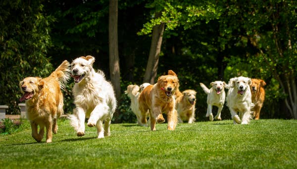 Dogs running at the park