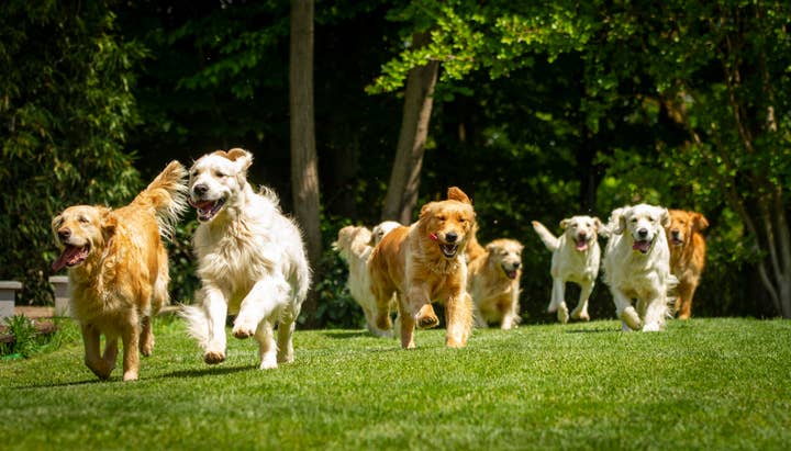Dogs running at the park