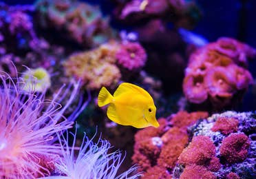 beautiful image of a fish swimming at the San Antonio Aquarium near Hill Country Resort