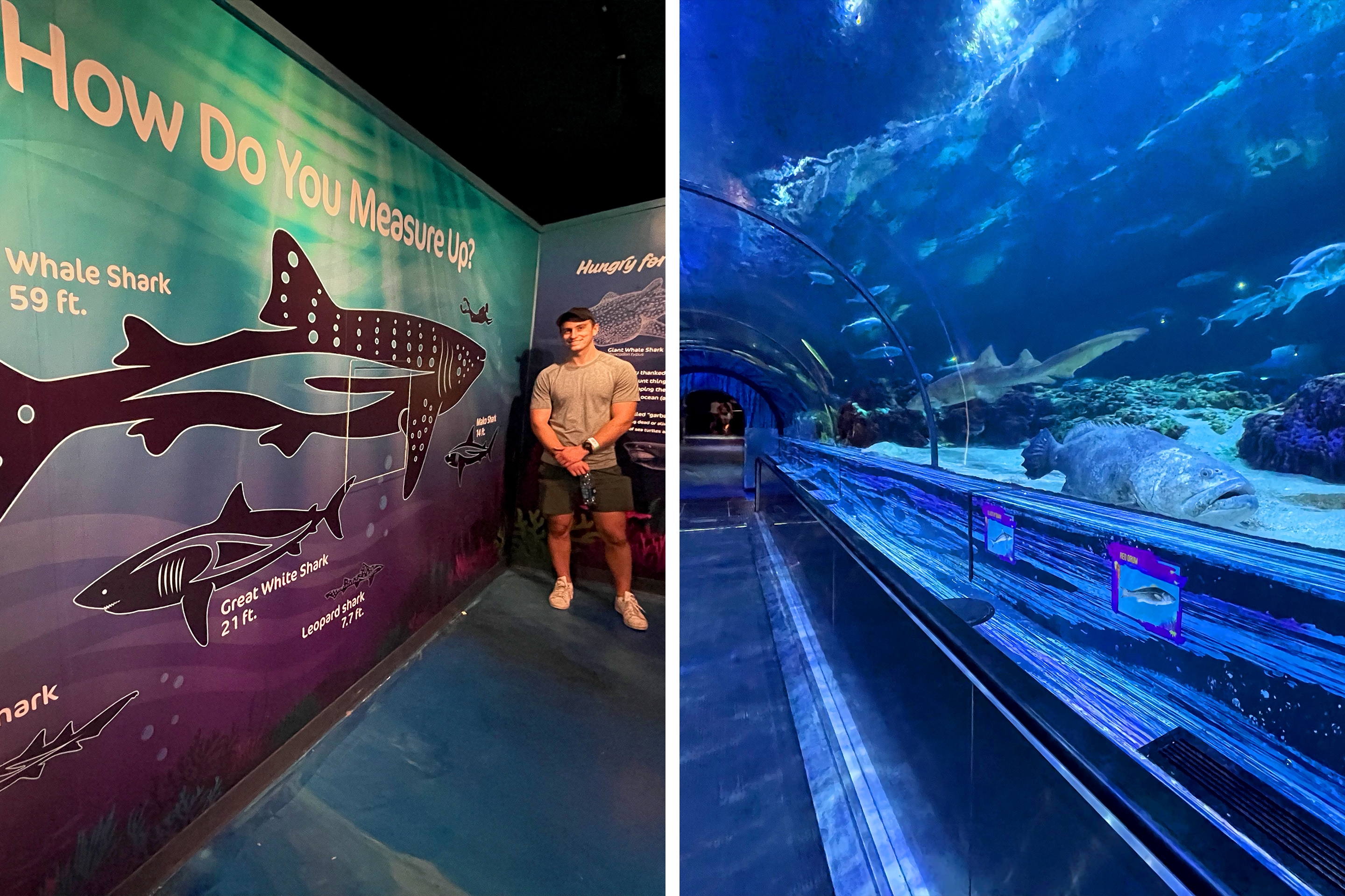 Left: A Caucasian male wearing a grey t-shirt, black cap and grey shorts stands near an infographic about sharks in SeaWorld Orlando. Right: A tunnel through an aquarium enclosure with a conveyor belt.