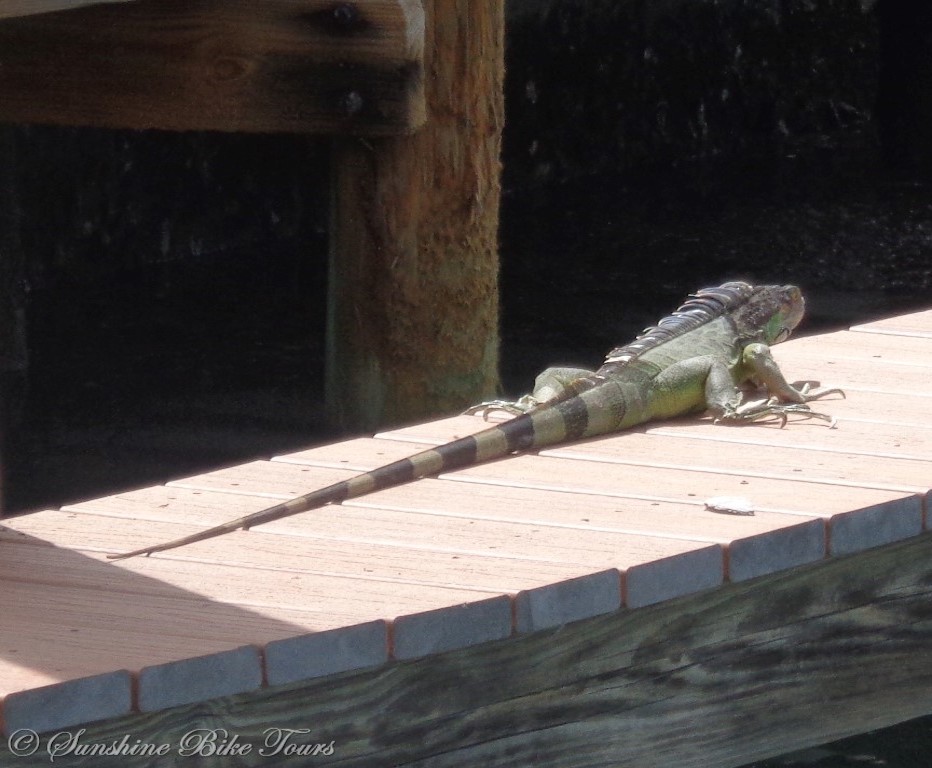 Lizard sunbathing on a dock.