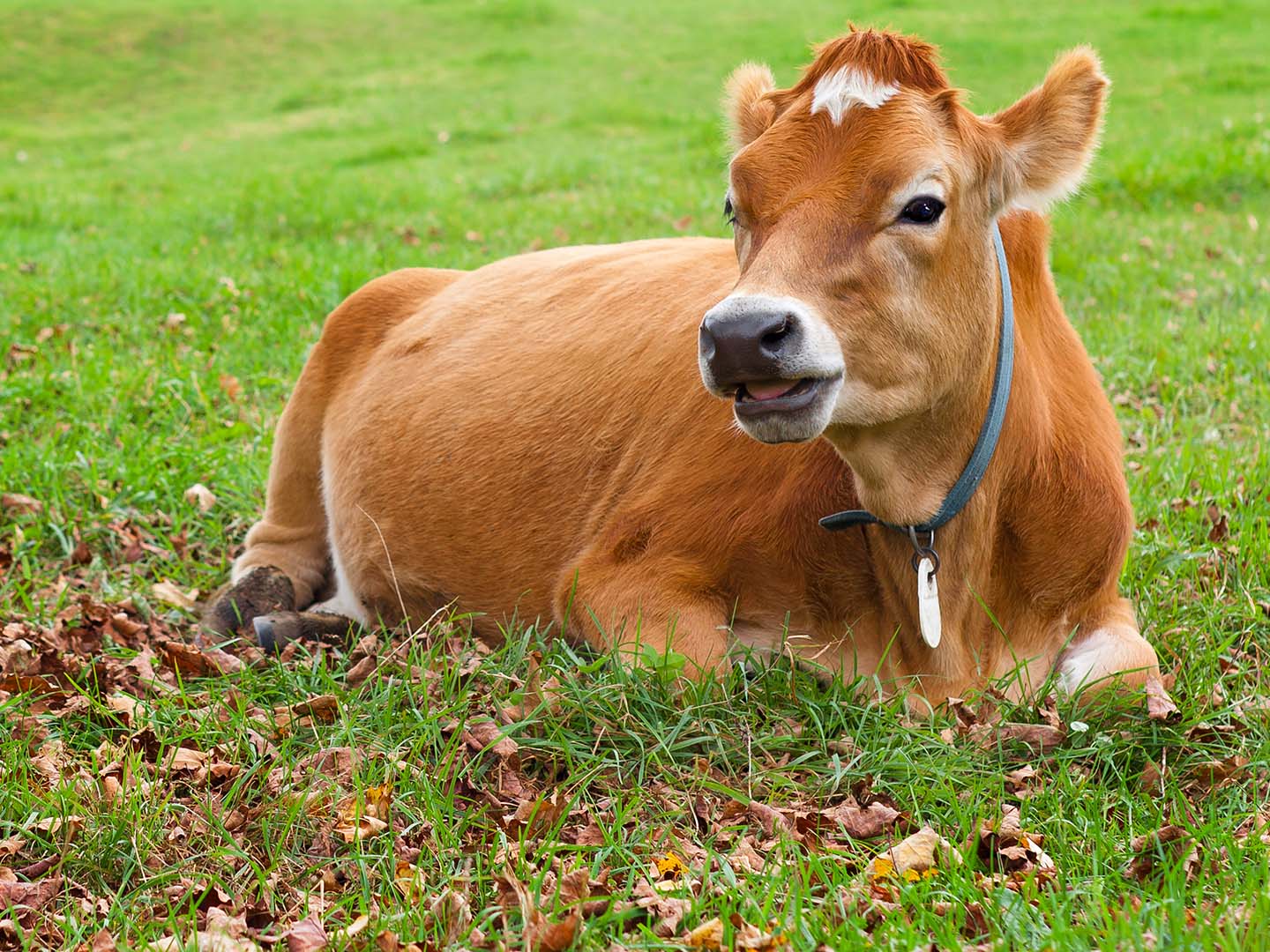 Cows at Billings Farm & Museum near Mount Ascutney Resort in Brownsville, VT.