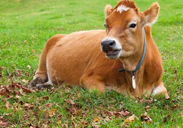 Cows at Billings Farm & Museum near Mount Ascutney Resort in Brownsville, VT.
