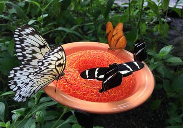 butterflies at Houston Museum of Natural Science near Piney Shores Resort in Conroe, TX.