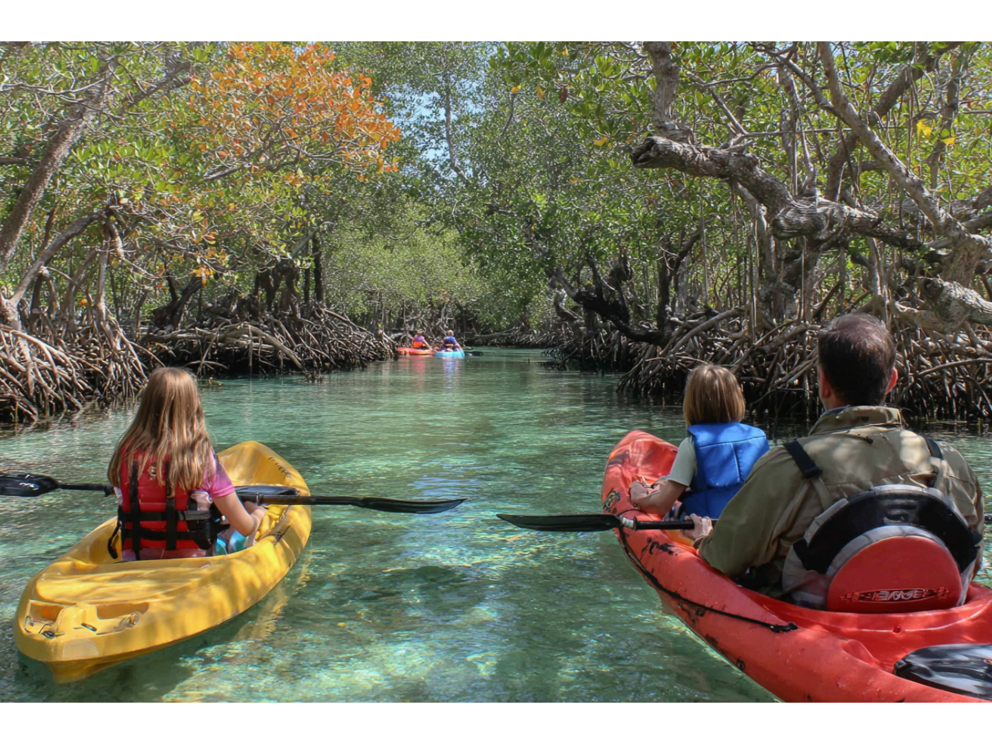 Person kayaking beneath mangrove trees in a calm, shaded Florida waterway.