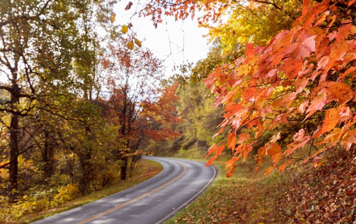 Orange and yellow fall leaves surrounding the roadway at Shenandoah National Park
