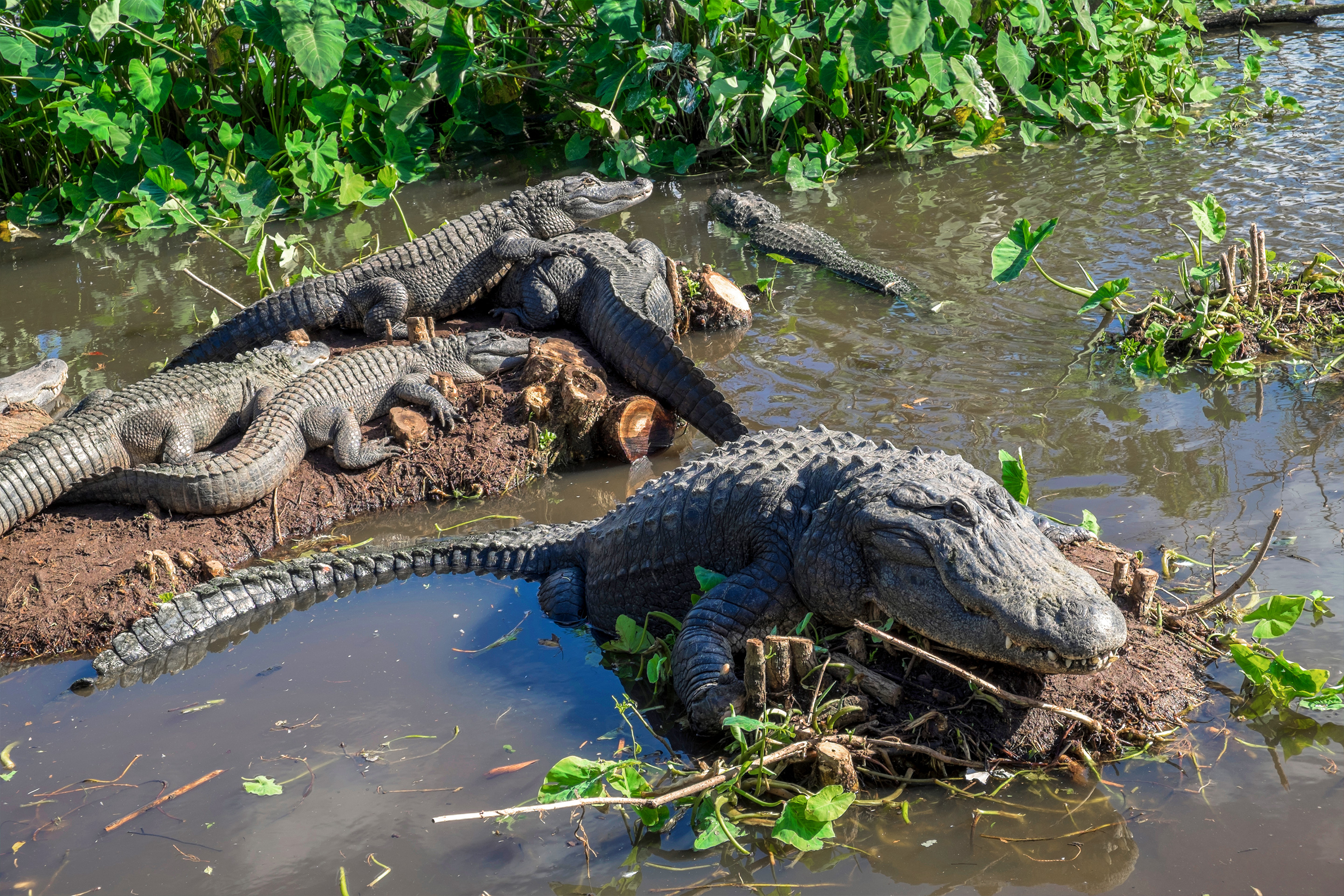 Several gators sit on mud hills near a swampy marsh at Gatorland.