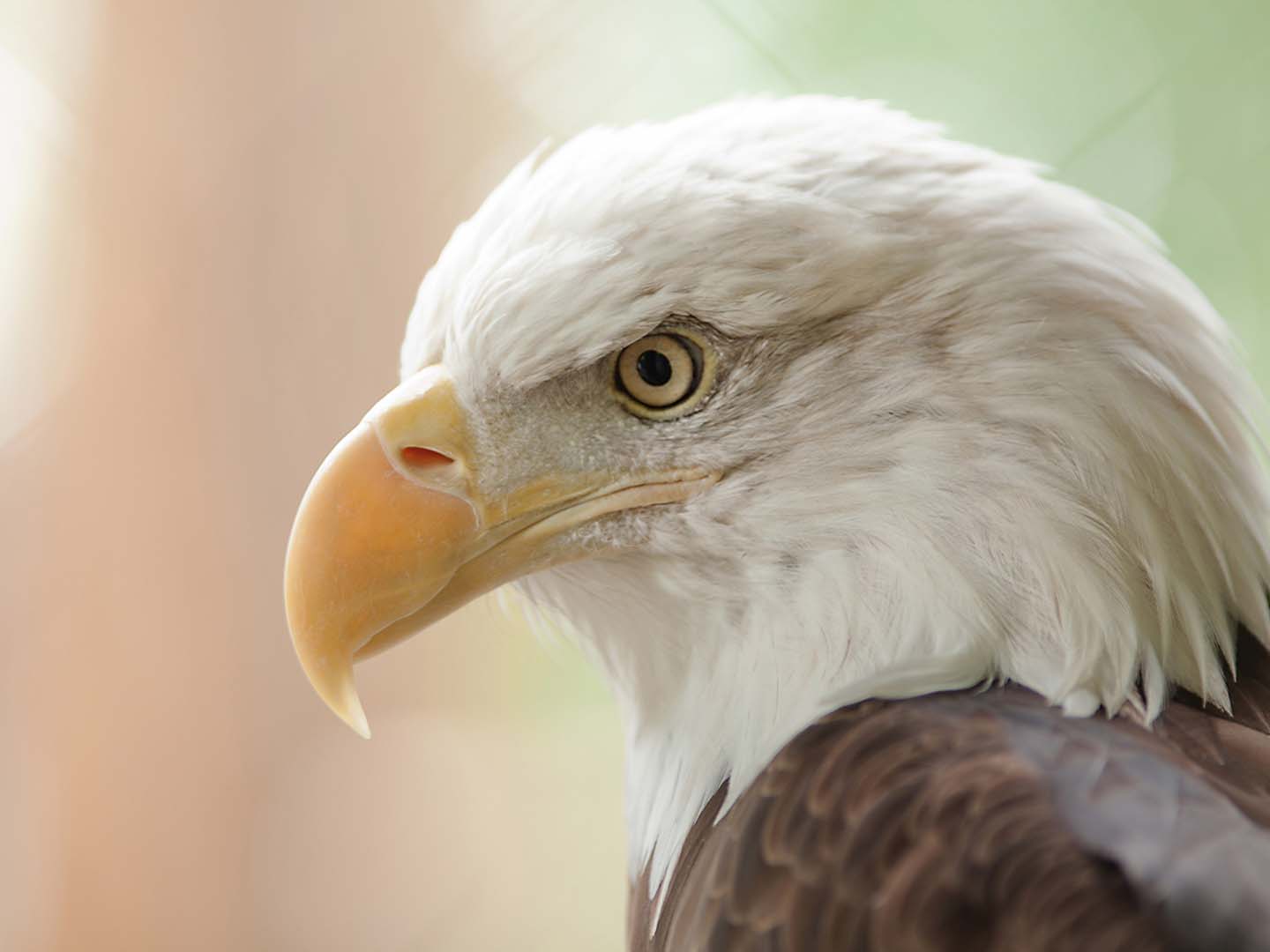 eagle at the Vermont Institute of Natural Science near Mount Ascutney Resort in Brownsville, VT.