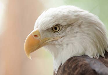 eagle at the Vermont Institute of Natural Science near Mount Ascutney Resort in Brownsville, VT.