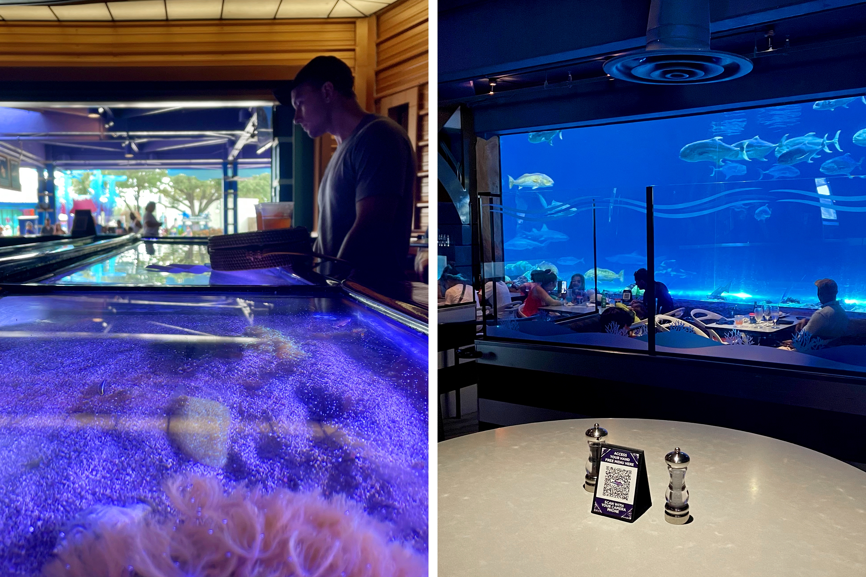 Left: A Caucasian male wearing a grey t-shirt, black cap and grey shorts stands near an aquarium indoors. Right: A restaurant interior with the view of its surrounding aquarium and other dining guests protected with plexiglass panels.