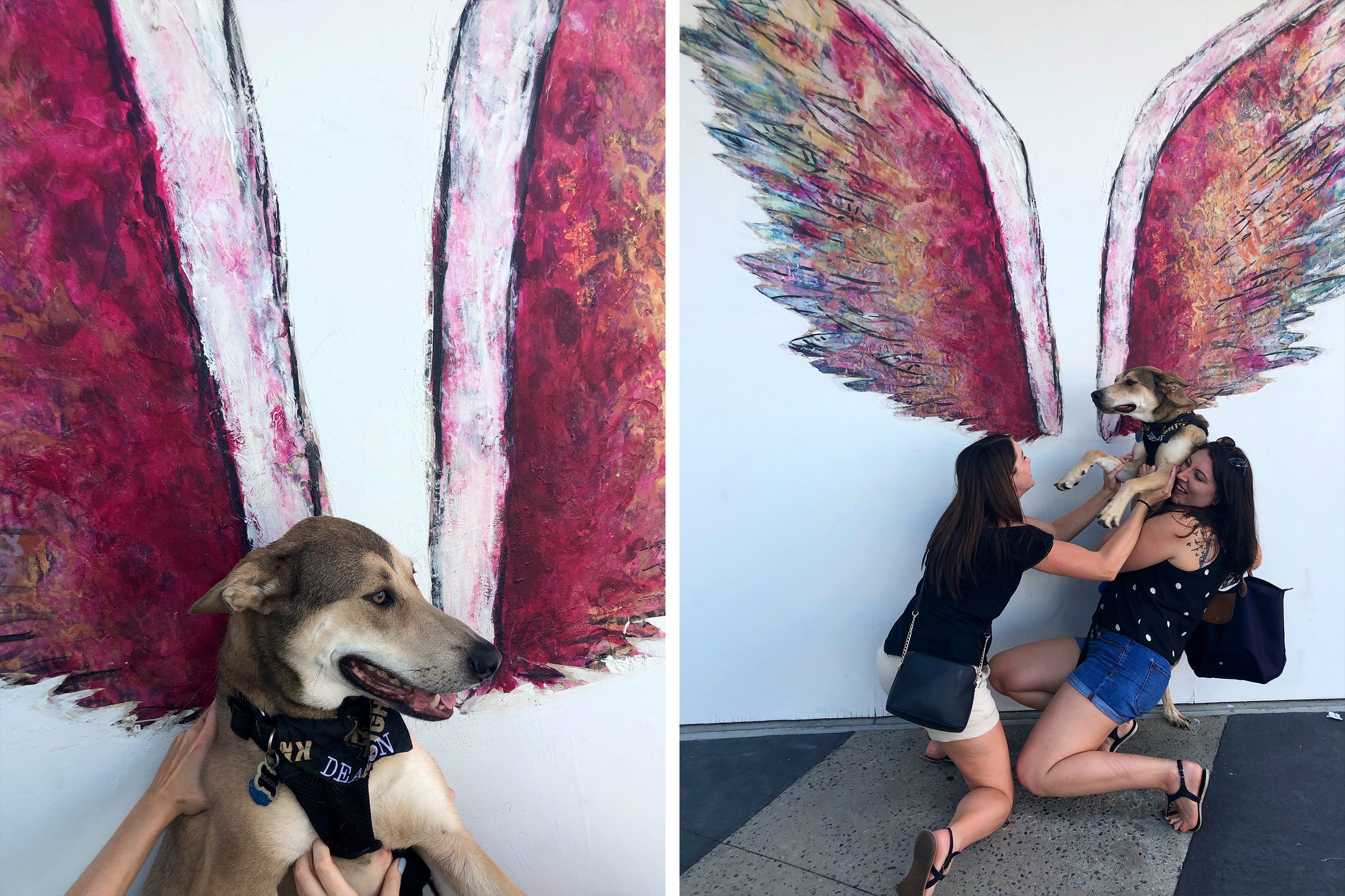 Left: A dog sits along a white wall with painted, red angel wings. Right: Two caucasian women struggle to hold up a dog near a white wall with painted, red angel wings.