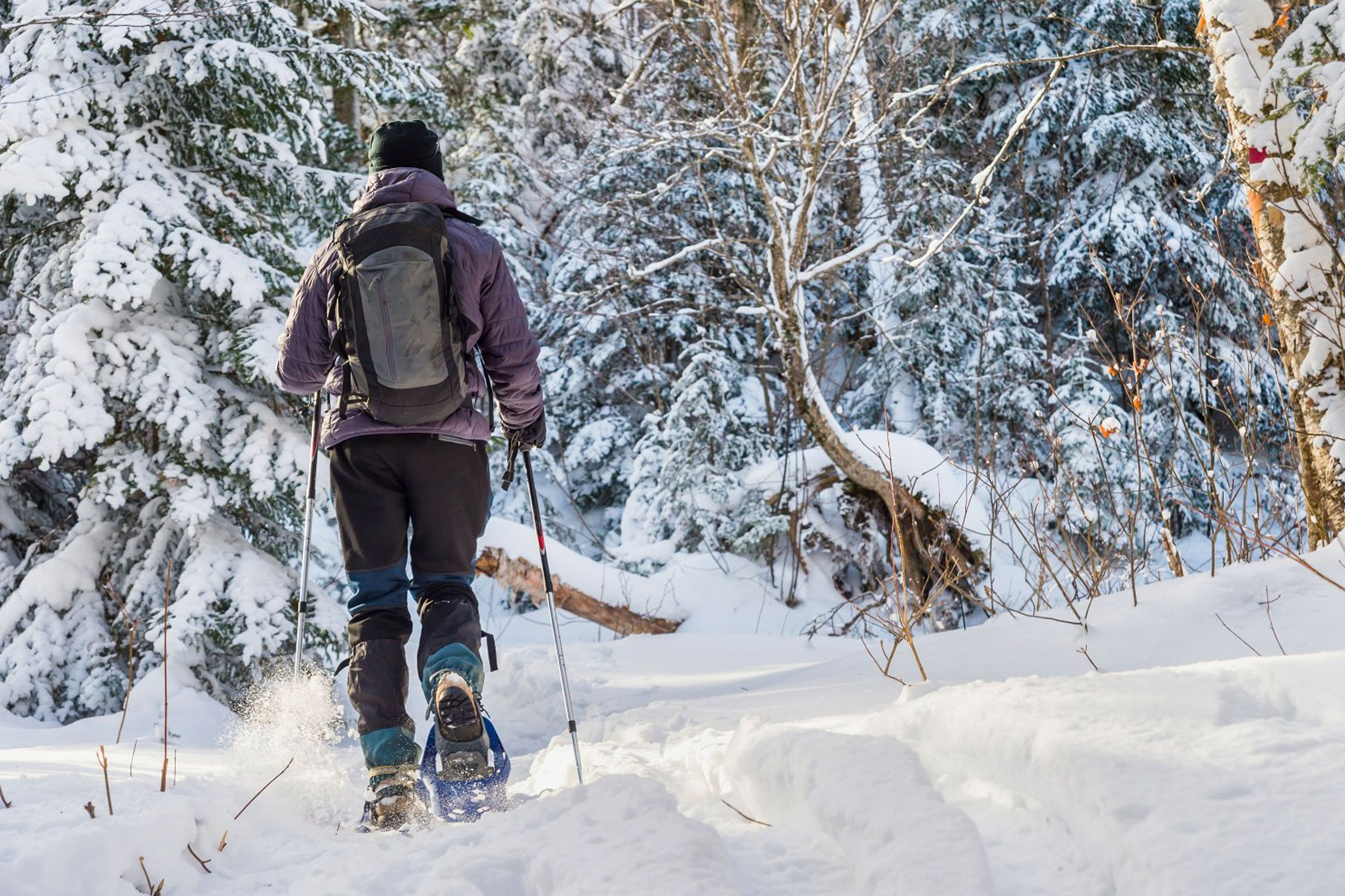 A guest snowshoeing through a snow-clad forest.