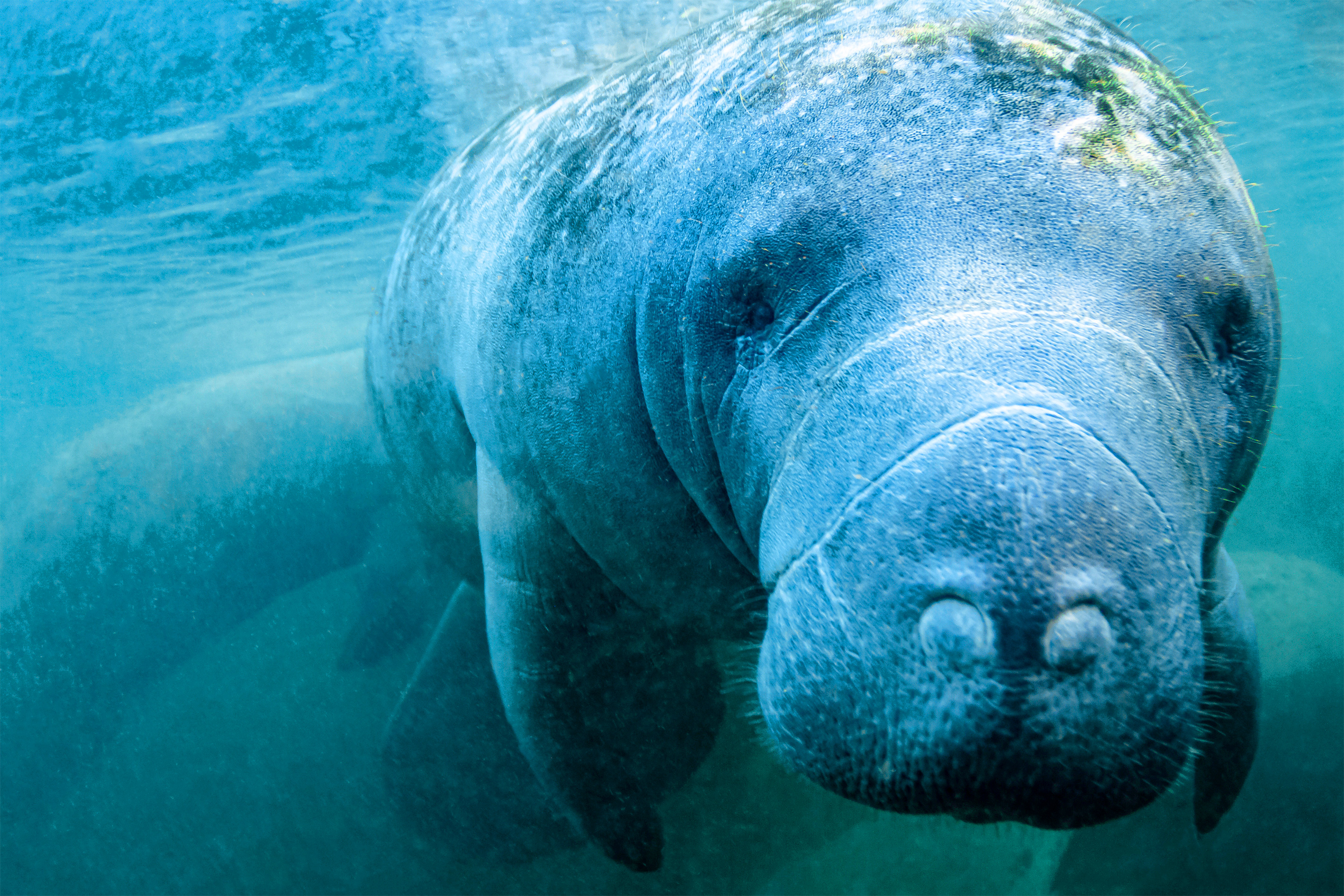 A manatee in the ocean looks into the camera.