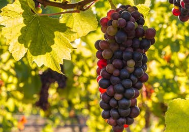 Grapevines at Terra Incognita Vineyard near Apple Mountain Resort in Clarkesville, GA.